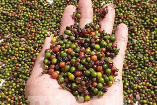 Giá tiêu hôm nay 3/8/2026: Trong nước giữ đỉnh 141.000 đồng/kg, thị trường thế giới đi ngang