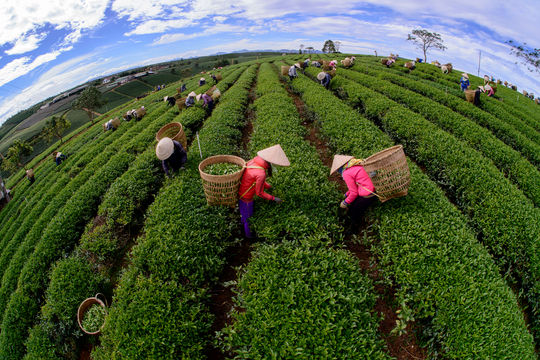 Ðể xứ trà Bảo Lộc góp sức cho du lịch Lâm Ðồng