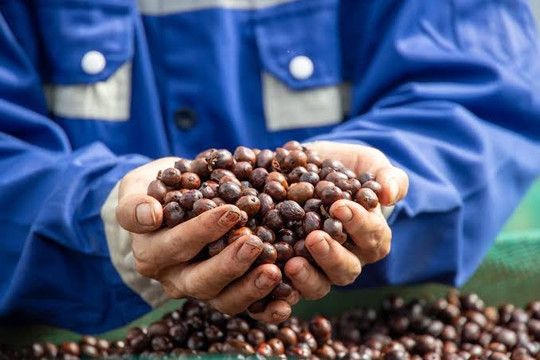 Giá cà phê hôm nay 7/8/2026: Tây Nguyên đồng loạt lùi 1.500 đồng/kg, hai sàn quốc tế cùng quay đầu