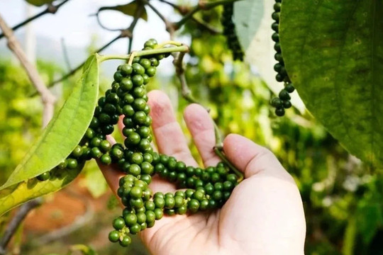 Giá tiêu hôm nay 7/8/2026: Trong nước đứng yên, cao nhất 141.000 đồng/kg