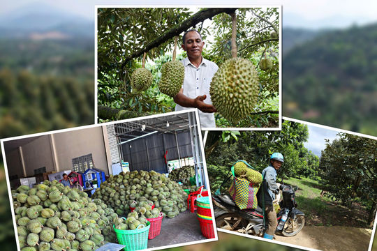 Production Linkages Open a Path to Prosperity for Durian Farmers in Dam Rong