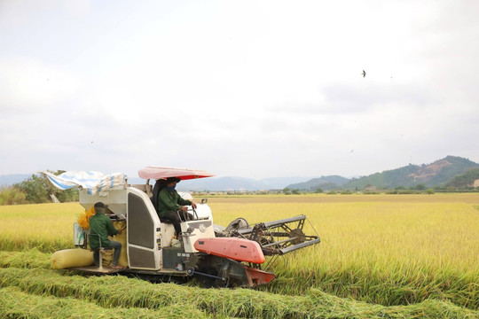 Cát Tiên 3 chạy đua giữ mùa vàng