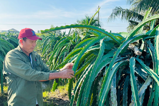 Staggering Dragon Fruit Production to Reduce Risks