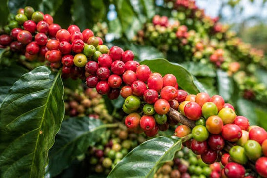 Giá cà phê hôm nay 14/8/2026: Lao dốc 1.500 đồng/kg, Lâm Đồng thủng mốc 95.000