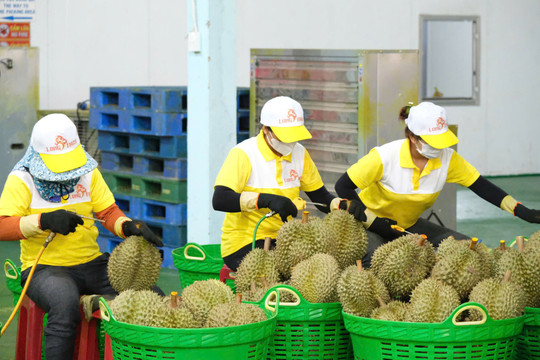 Lam Dong durian enters the race for standardisation
