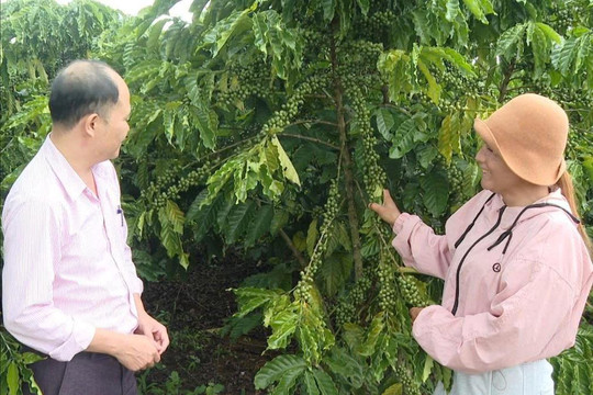“Tuần hoàn” vốn ưu đãi, tiếp sức tái canh cà phê