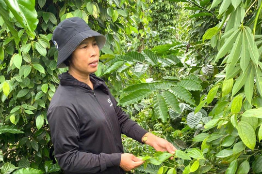 Chuỗi liên kết trồng tiêu hữu cơ: Nhân rộng mô hình đạt chuẩn quốc tế