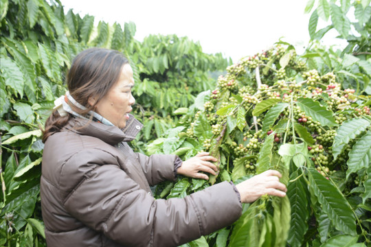 Bước chuyển trong công nhận cây đầu dòng