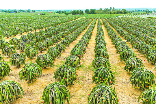 A Source of Raw Materials for the Global Market