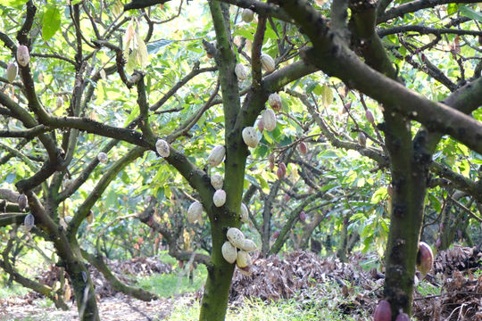 Developing Sustainable Livelihoods Beneath the Forest Canopy