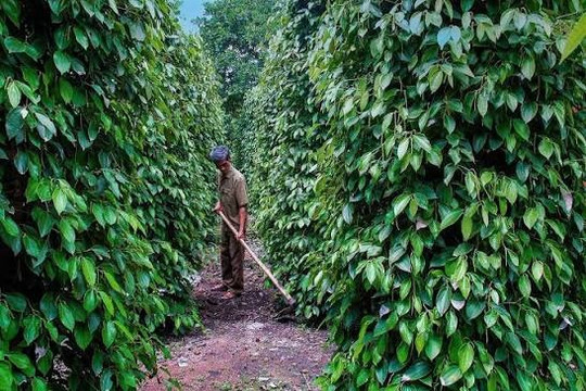 Giá tiêu hôm nay 18/8/2026: Lâm Đồng cao nhất 139.000 đồng/kg, xuất khẩu vượt 1 tỷ USD