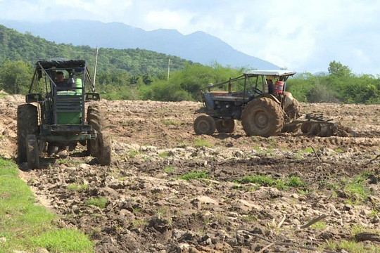 Tăng tốc phủ xanh rừng thay thế phía Đông Lâm Đồng