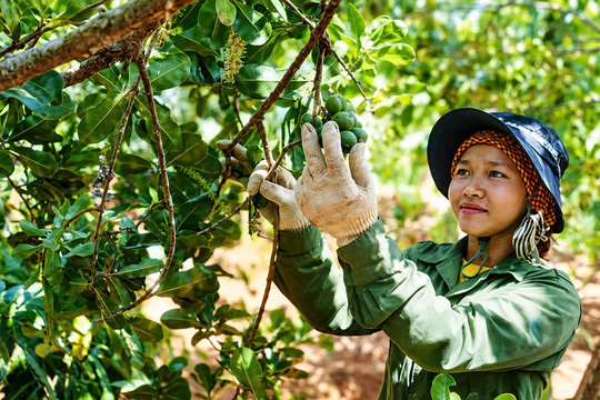 Lam Dong Ethnic Minorities Switch Crops to Boost Value