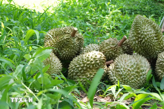 Trung Quốc phê duyệt thêm nhiều mã số vùng trồng, cơ sở đóng gói nông sản Việt Nam