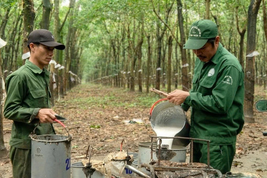 “Vàng trắng” tạo sức bật đưa kinh tế Đông Nam Lâm Đồng khởi sắc