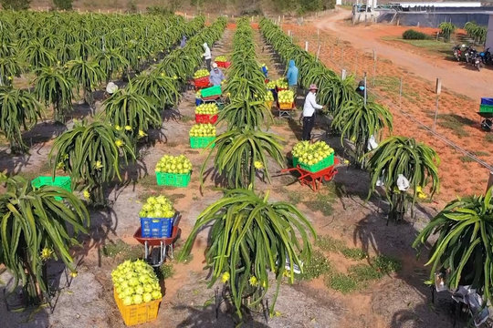 Nơi bước chân dừng lại, khát vọng bay lên