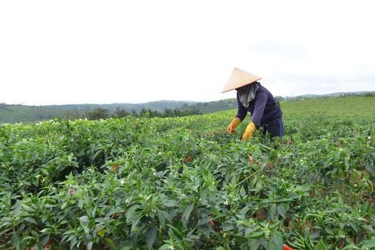 Nghị quyết 36: Tạo động lực phát triển nông nghiệp bền vững