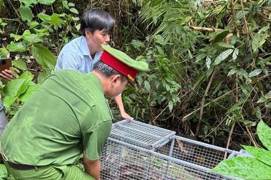 17 cá thể trăn được thả về môi trường tự nhiên tại Khu bảo tồn thiên nhiên Núi Ông