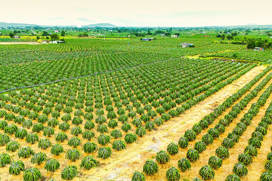 Resolution 36: Driving Sustainable Agricultural Development