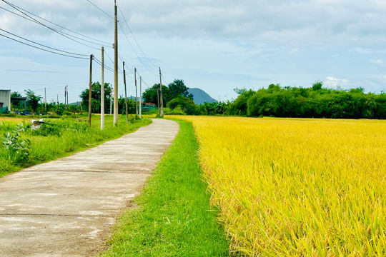 Low-Emission Rice Brings New Hope to Lam Dong Farmers