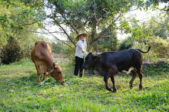Trao vốn, dựng sinh kế