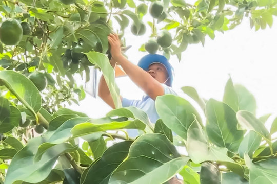 Khát vọng xanh trên vùng đất Quảng Lập