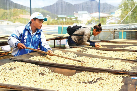 Lam Dong Pushes to “Green” Its Coffee Value Chain