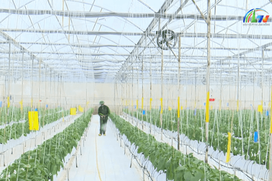 Lâm Đồng phát huy thế mạnh phát triển nông nghiệp hữu cơ