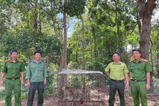 Tân Thành phối hợp thả 1 cá thể khỉ đuôi dài quý hiếm về tự nhiên