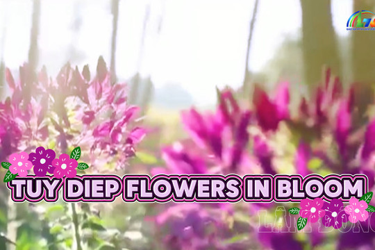 Tuy Diep Flowers Bring A Dreamy Charm To Da Lat