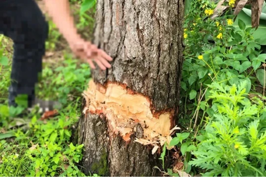Thanh niên ở Lâm Đồng bị phạt 35 triệu đồng vì tự ý cưa hạ cây thông