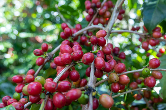 Giá cà phê hôm nay 15/9/2026: Tây Nguyên quanh 95.000 đồng/kg, giá thế giới bật tăng