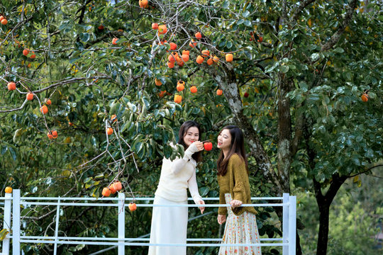 Mùa hồng về trên phố núi