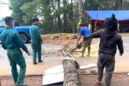 Xử lý 46 cây thông chết khô dọc Quốc lộ 14