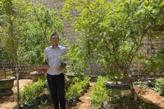 Đánh thức “báu vật” thông đỏ