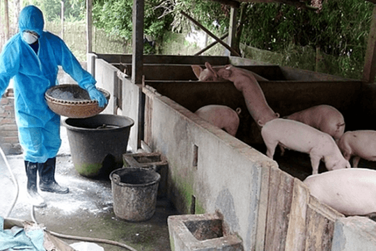 Chính sách hỗ trợ người chăn nuôi bị thiệt hại do Dịch tả lợn Châu Phi
