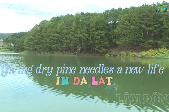 Giving dry pine needles a new life in Da Lat