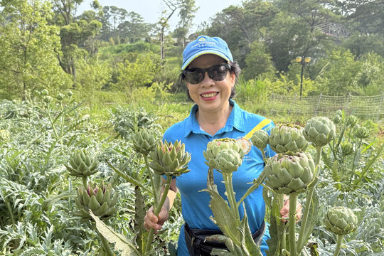 Lâm Đồng đặt mục tiêu chuẩn hóa toàn bộ vùng trồng dược liệu
