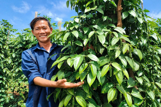 Người gầy dựng thương hiệu tiêu nổi tiếng