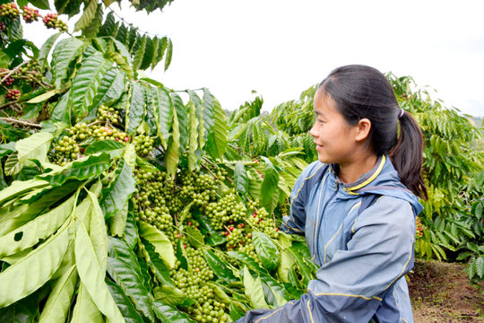 “Trụ cột” tam nông ở biên giới đất liền Lâm Đồng