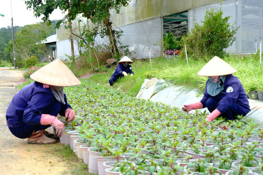 Lâm Đồng gấp rút chuẩn bị nguồn hoa cho Festival Hoa Đà Lạt 2026