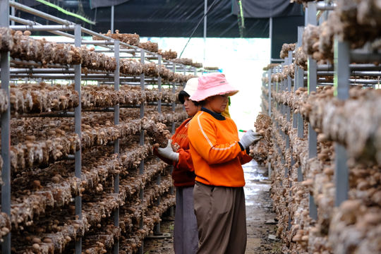 Khi những giàn nấm lên mùa