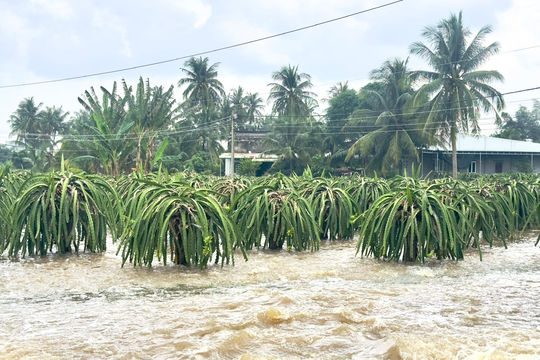 Lâm Đồng hỗ trợ hơn 53,8 tỷ đồng khôi phục sản xuất nông nghiệp sau thiên tai
