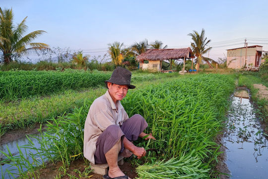 Hành trình đưa rau sạch vào siêu thị