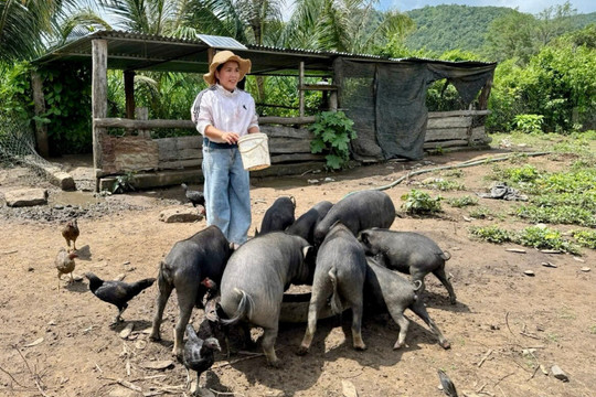 Từ đàn heo đen đến sinh kế cho phụ nữ