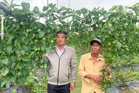 Chanh vàng ngọt mở hướng làm giàu ở D’ran