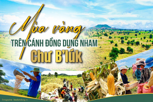 Mùa vàng trên cánh đồng dung nham Chư B’lúk