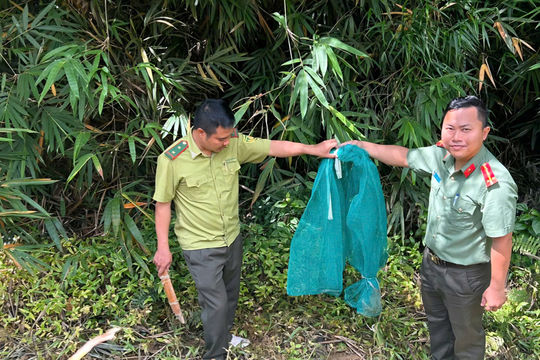 Thả rắn hổ mang chúa về môi trường tự nhiên