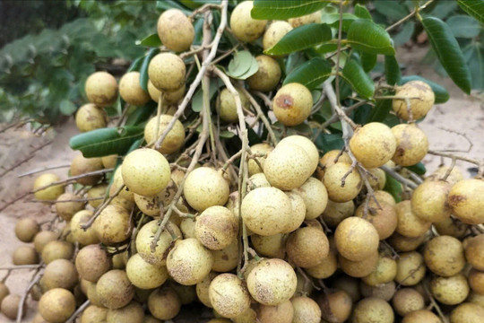 Mùa nhãn rừng trên triền cát
