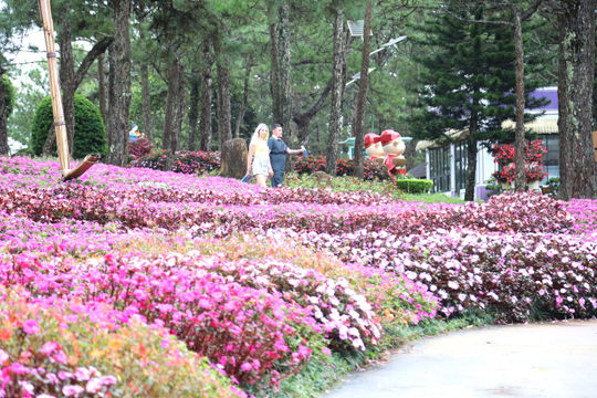 Chờ đón một Festival Hoa Đà Lạt nhiều sắc màu